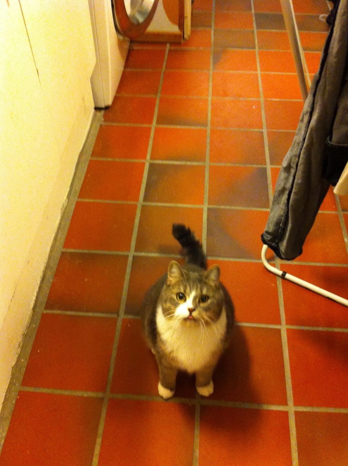 Silver - min huskat/perser blanding:-) - Silver, som er en blanding af huskat og perser:) billede 6