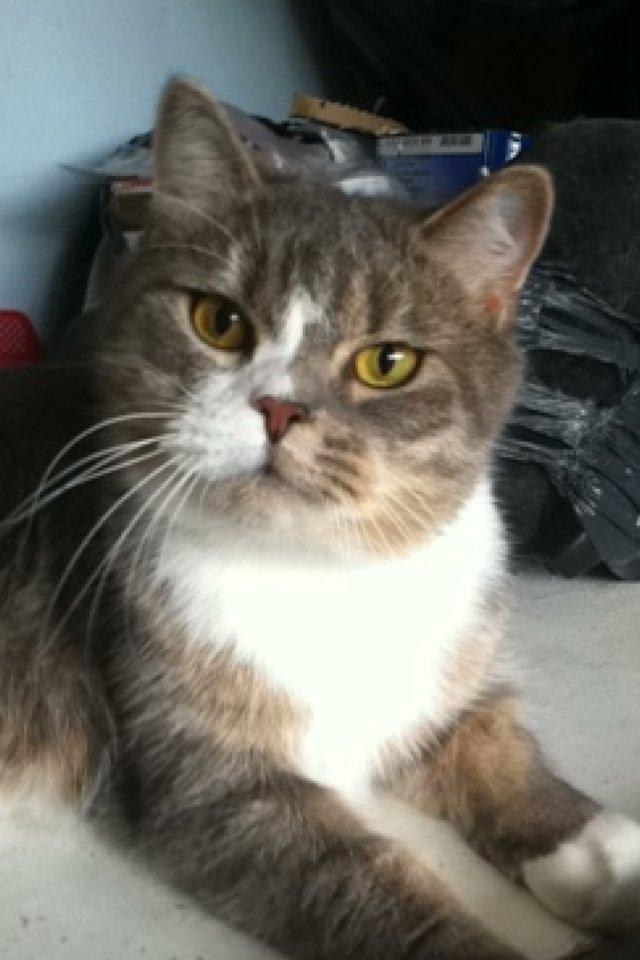 Silver - min huskat/perser blanding:-) billede 8