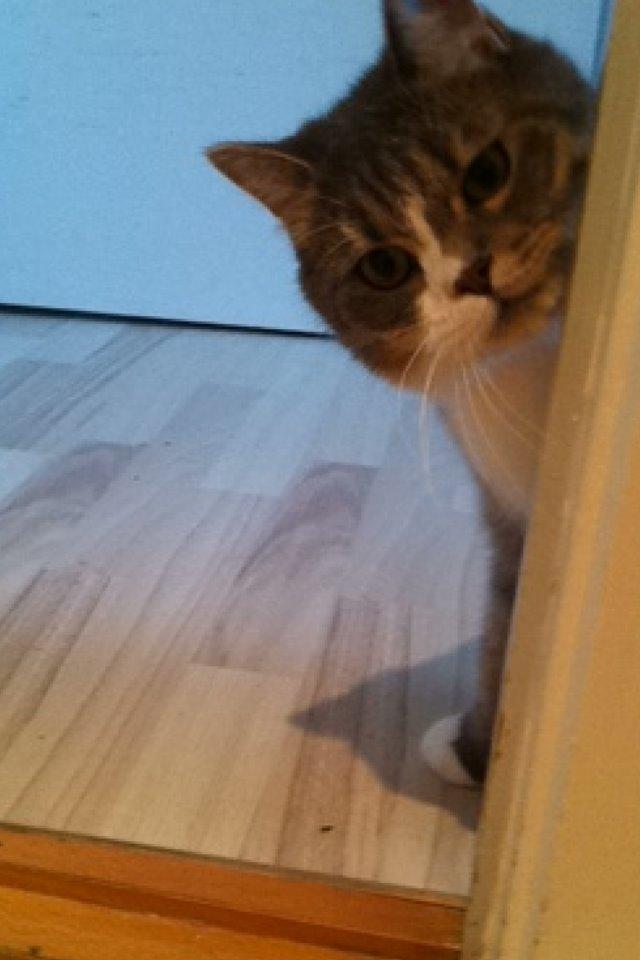 Silver - min huskat/perser blanding:-) billede 7