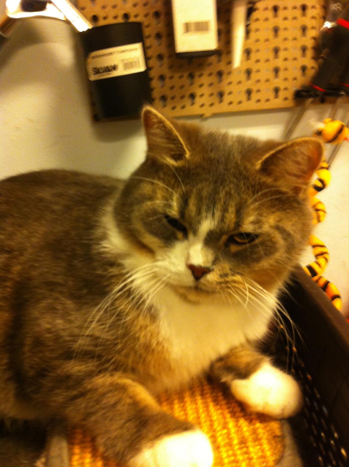 Silver - min huskat/perser blanding:-) billede 5