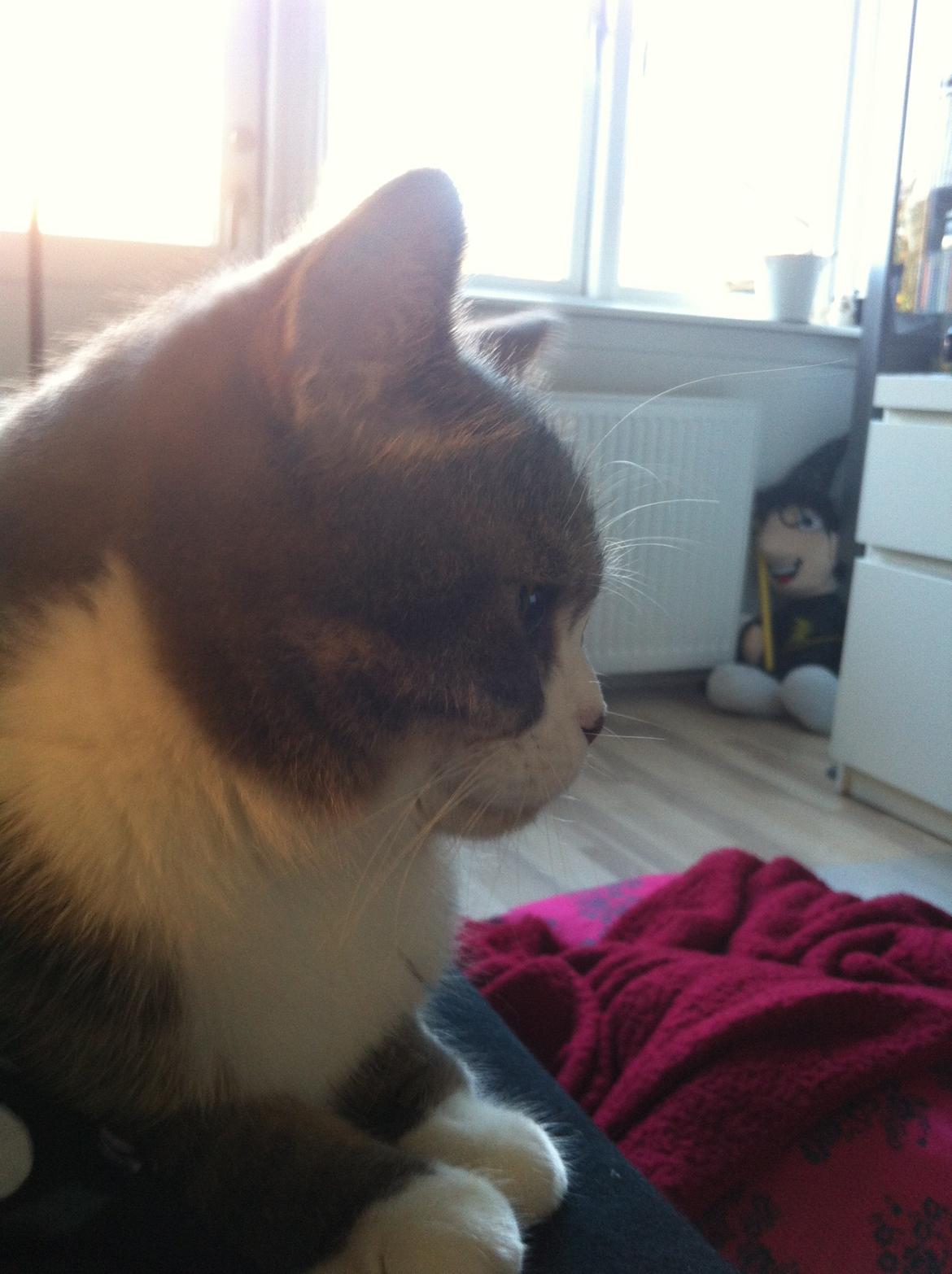 Silver - min huskat/perser blanding:-) billede 4