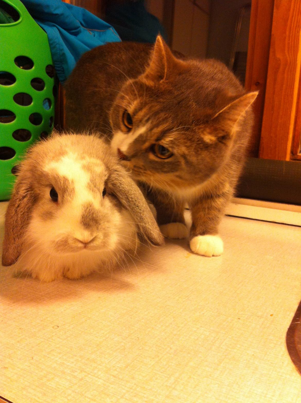 Silver - min huskat/perser blanding:-) billede 3