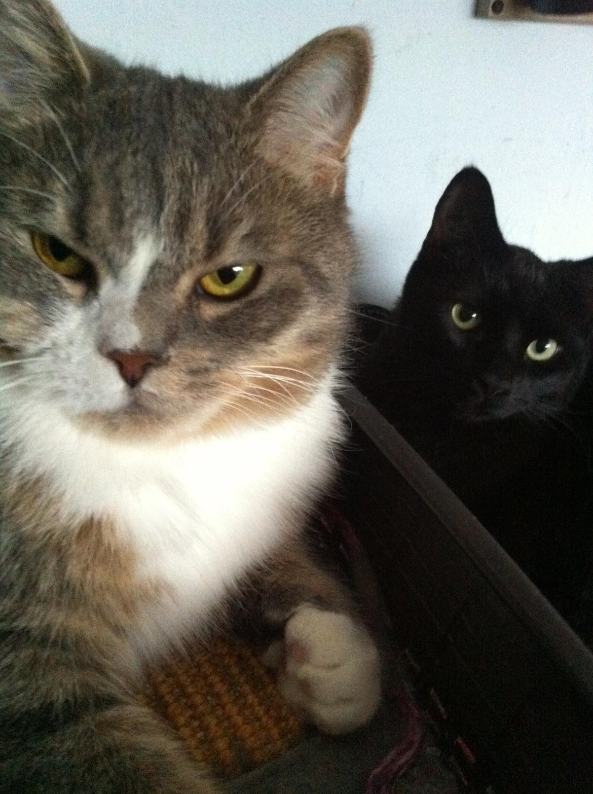 Silver - min huskat/perser blanding:-) billede 2