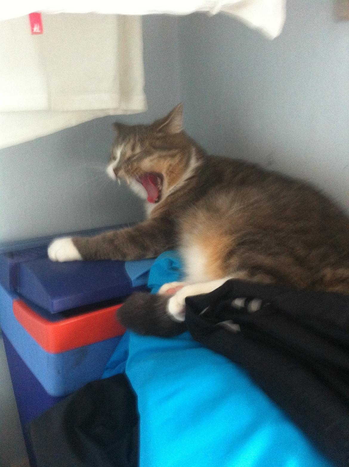 Silver - min huskat/perser blanding:-) billede 1