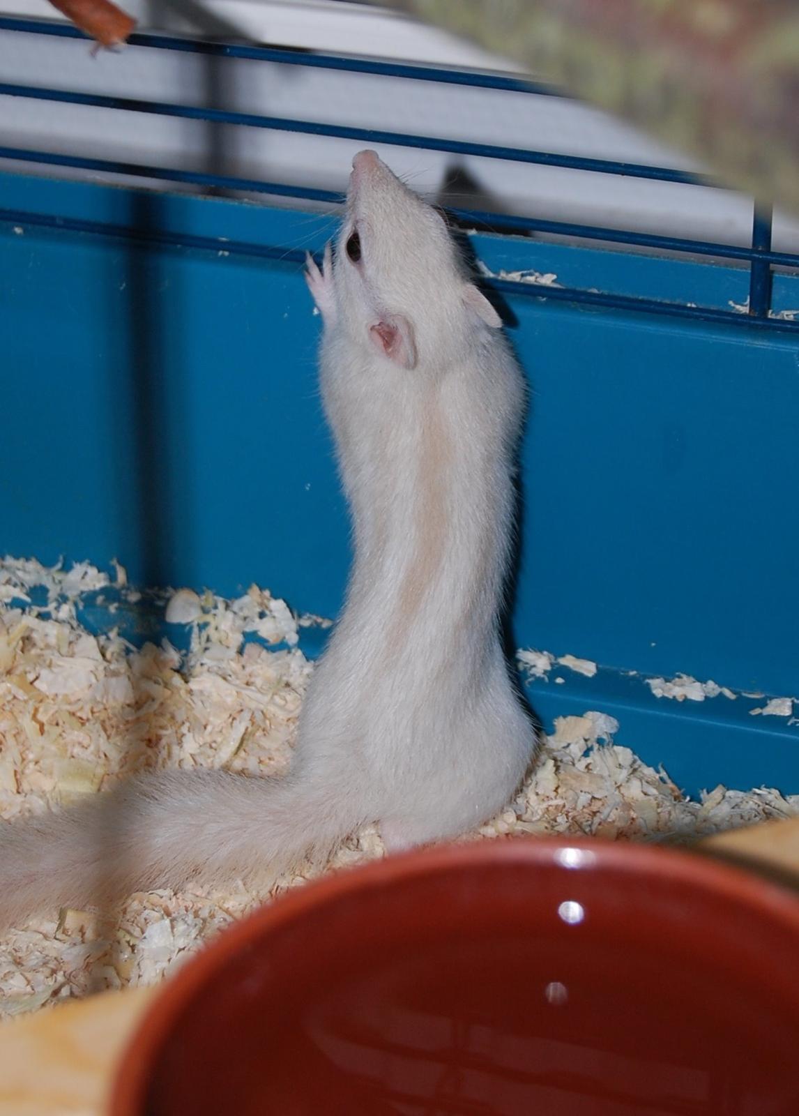 Alle mine mange skønne dyr :) - Vores jordegern; Vanilja billede 29