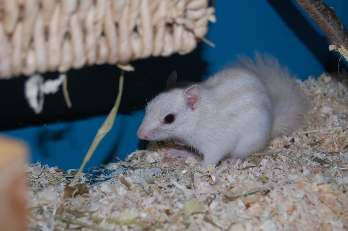 Alle mine mange skønne dyr :) - Vanilja billede 30