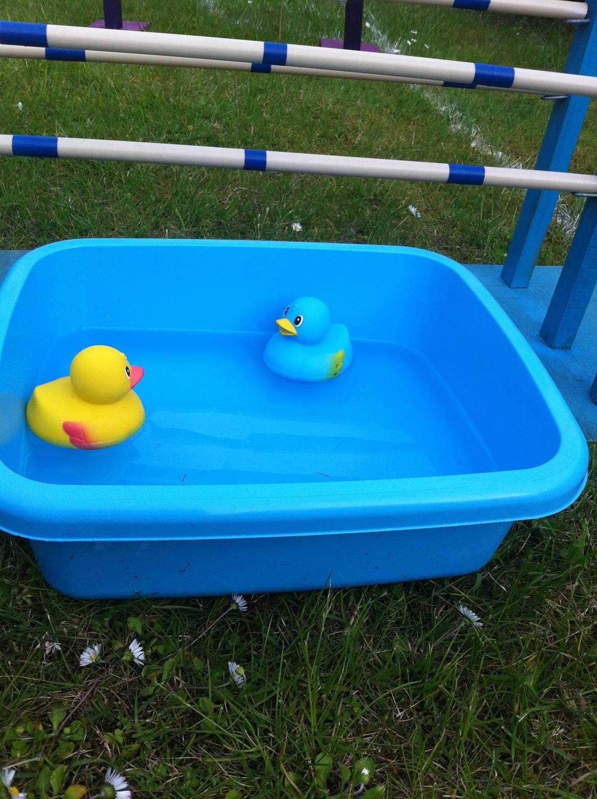 Springene - Smølfehuset - Min vandgrav med ænder - Købt billede 3