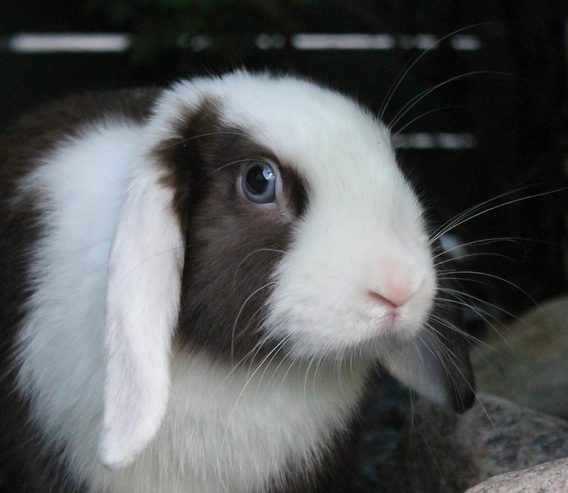 Chokolade-bjørnen Bumler rundt :D billede 1