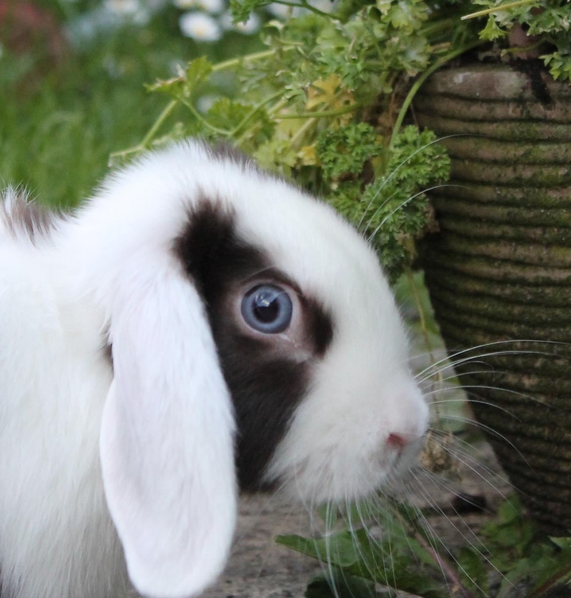 Chokolade-bjørnen Bumler rundt :D billede 4
