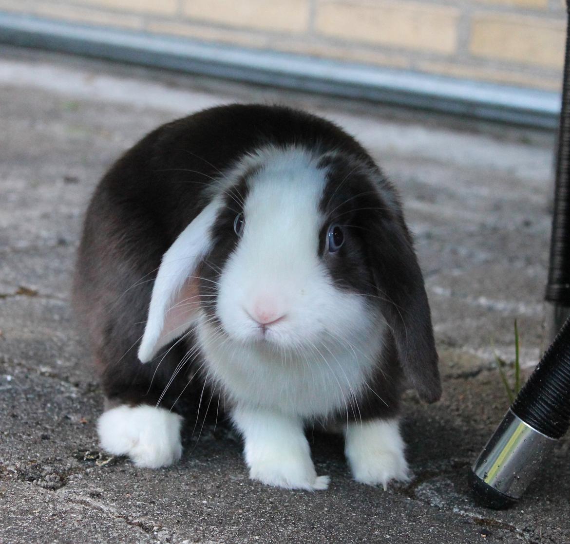 Chokolade-bjørnen Bumler rundt :D billede 5