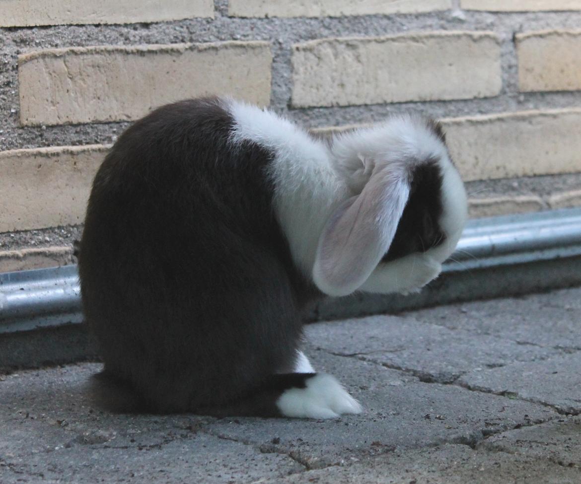 Chokolade-bjørnen Bumler rundt :D billede 6