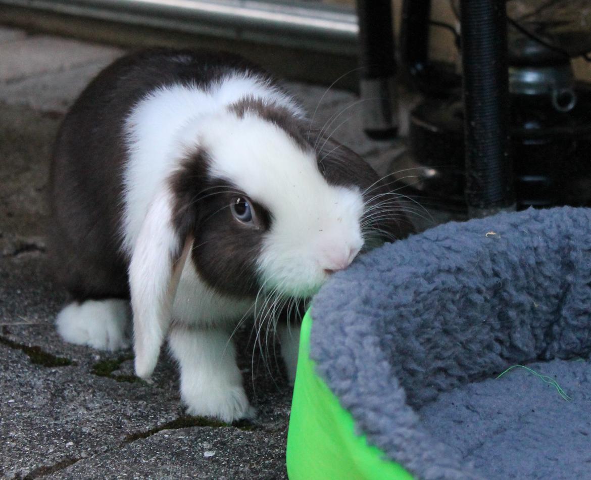 Chokolade-bjørnen Bumler rundt :D billede 7