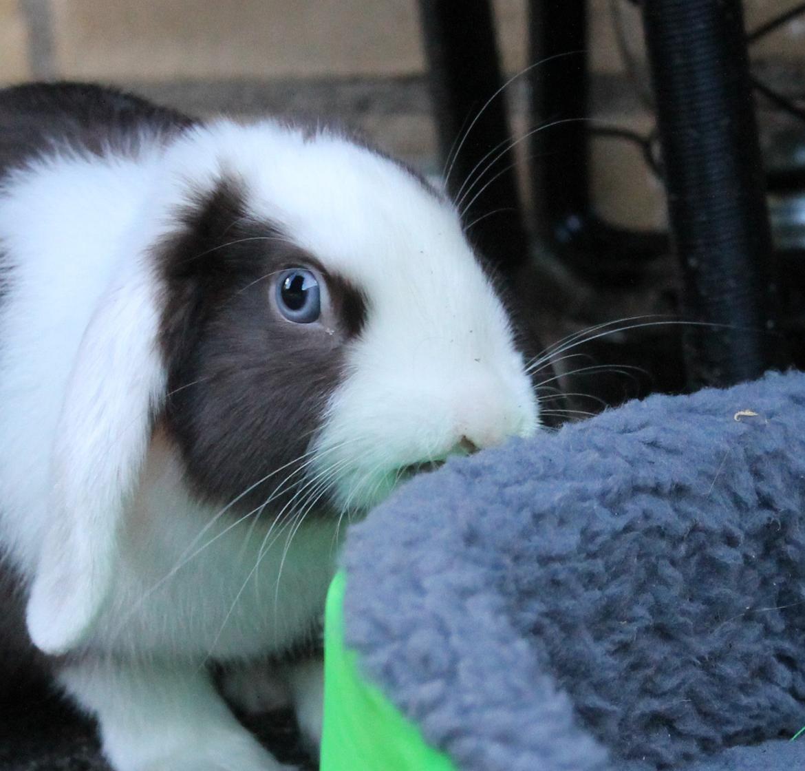 Chokolade-bjørnen Bumler rundt :D billede 8