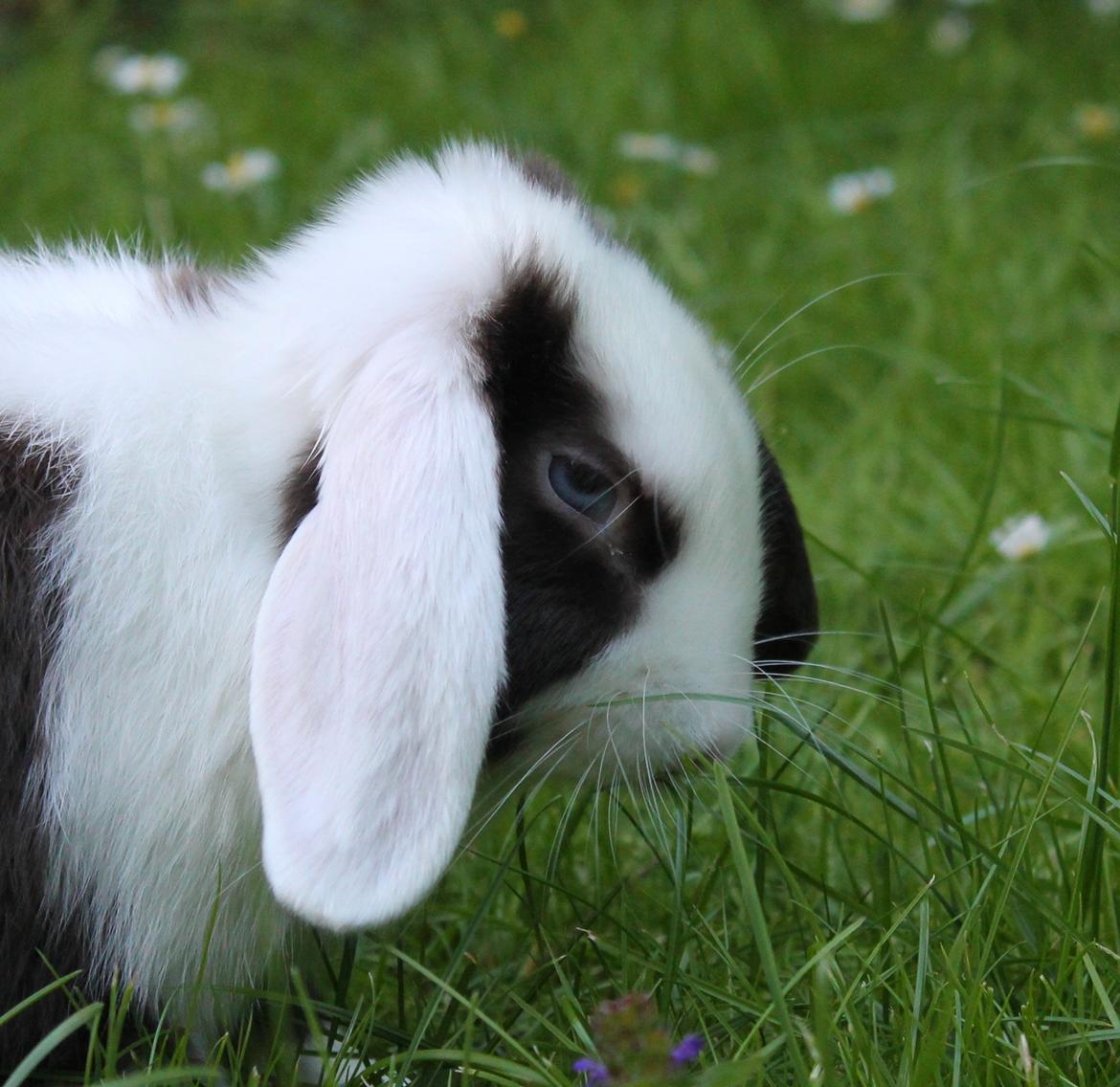 Chokolade-bjørnen Bumler rundt :D billede 3