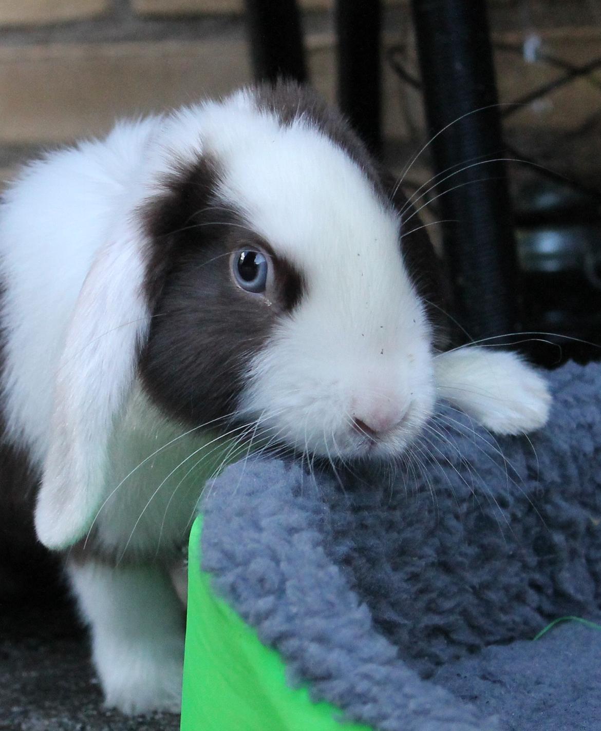 Chokolade-bjørnen Bumler rundt :D billede 10