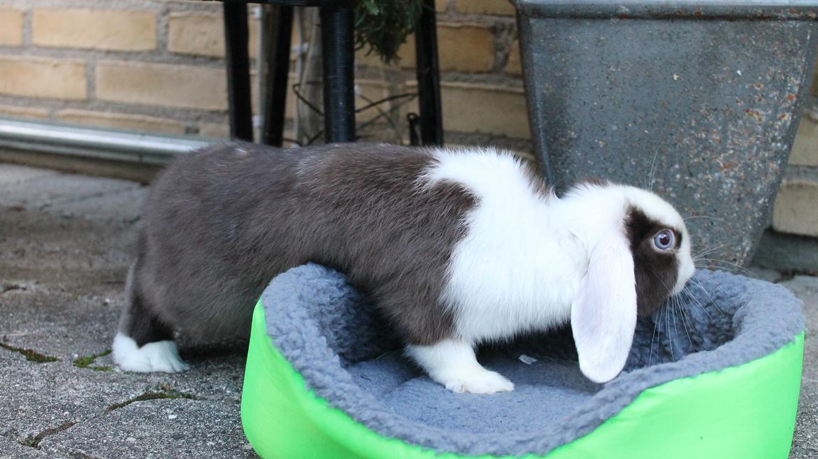 Chokolade-bjørnen Bumler rundt :D billede 11