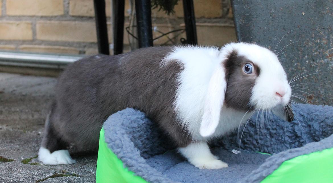 Chokolade-bjørnen Bumler rundt :D billede 12