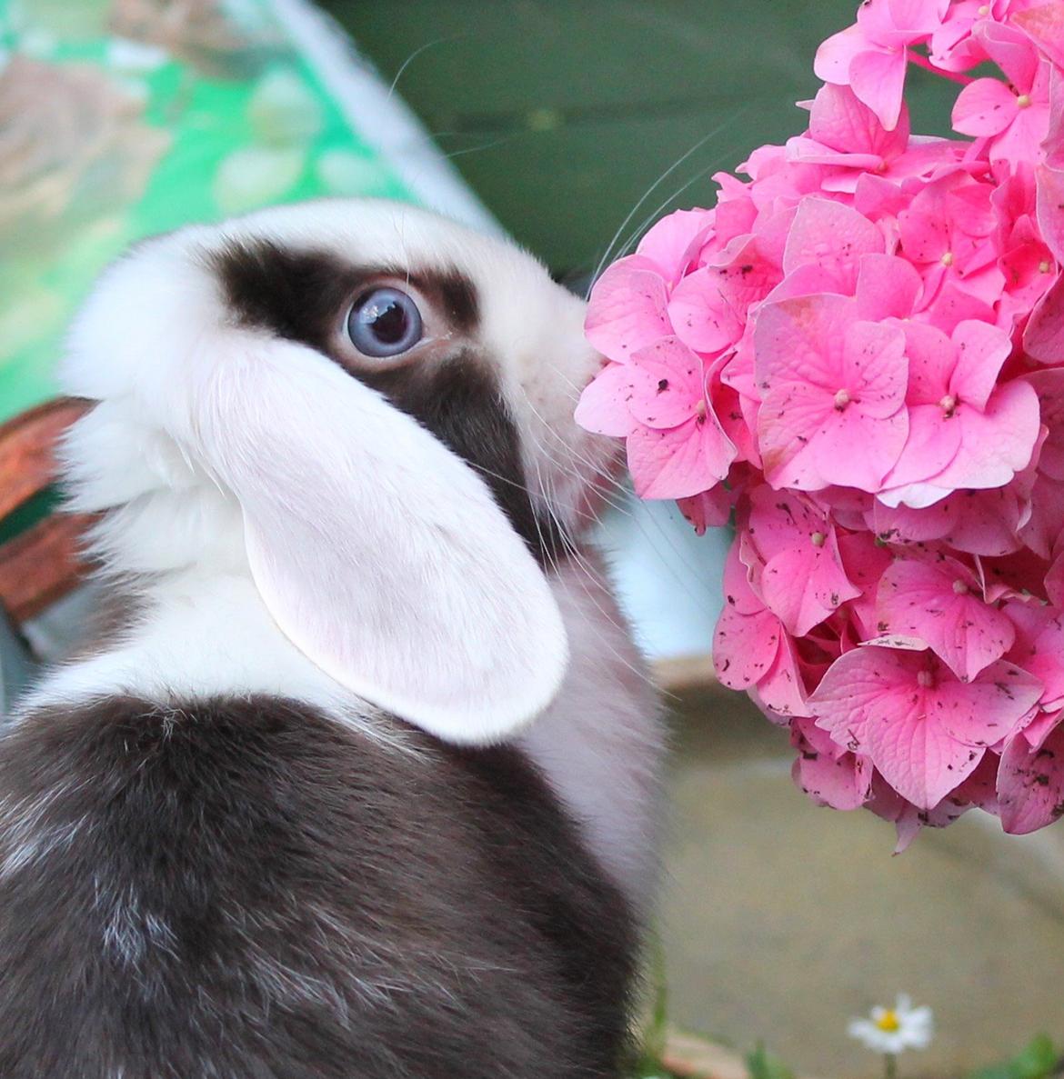 Chokolade-bjørnen Bumler rundt :D billede 13