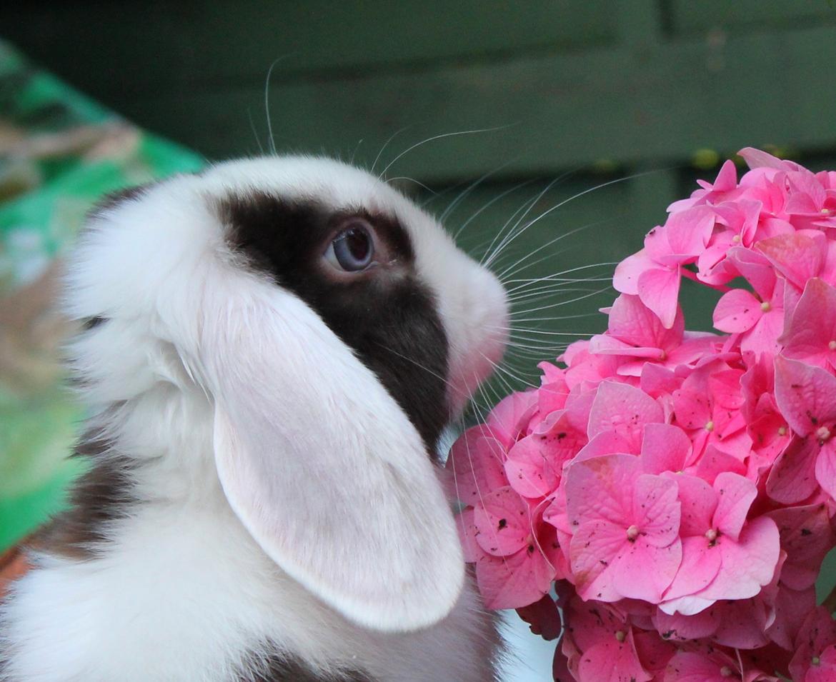 Chokolade-bjørnen Bumler rundt :D billede 14