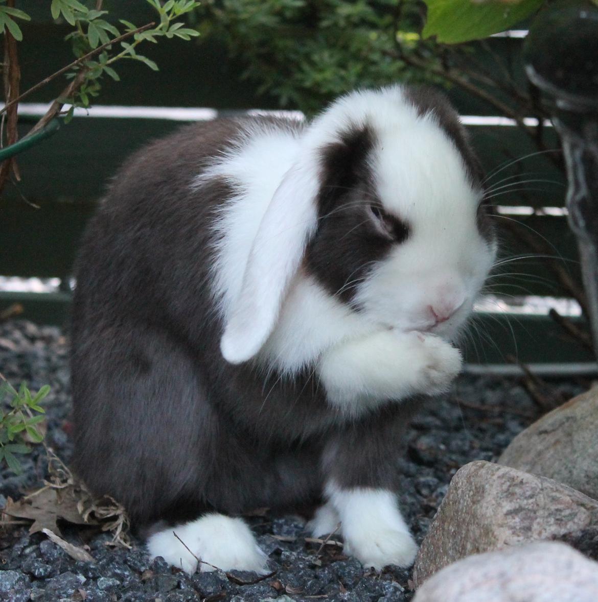 Chokolade-bjørnen Bumler rundt :D billede 15