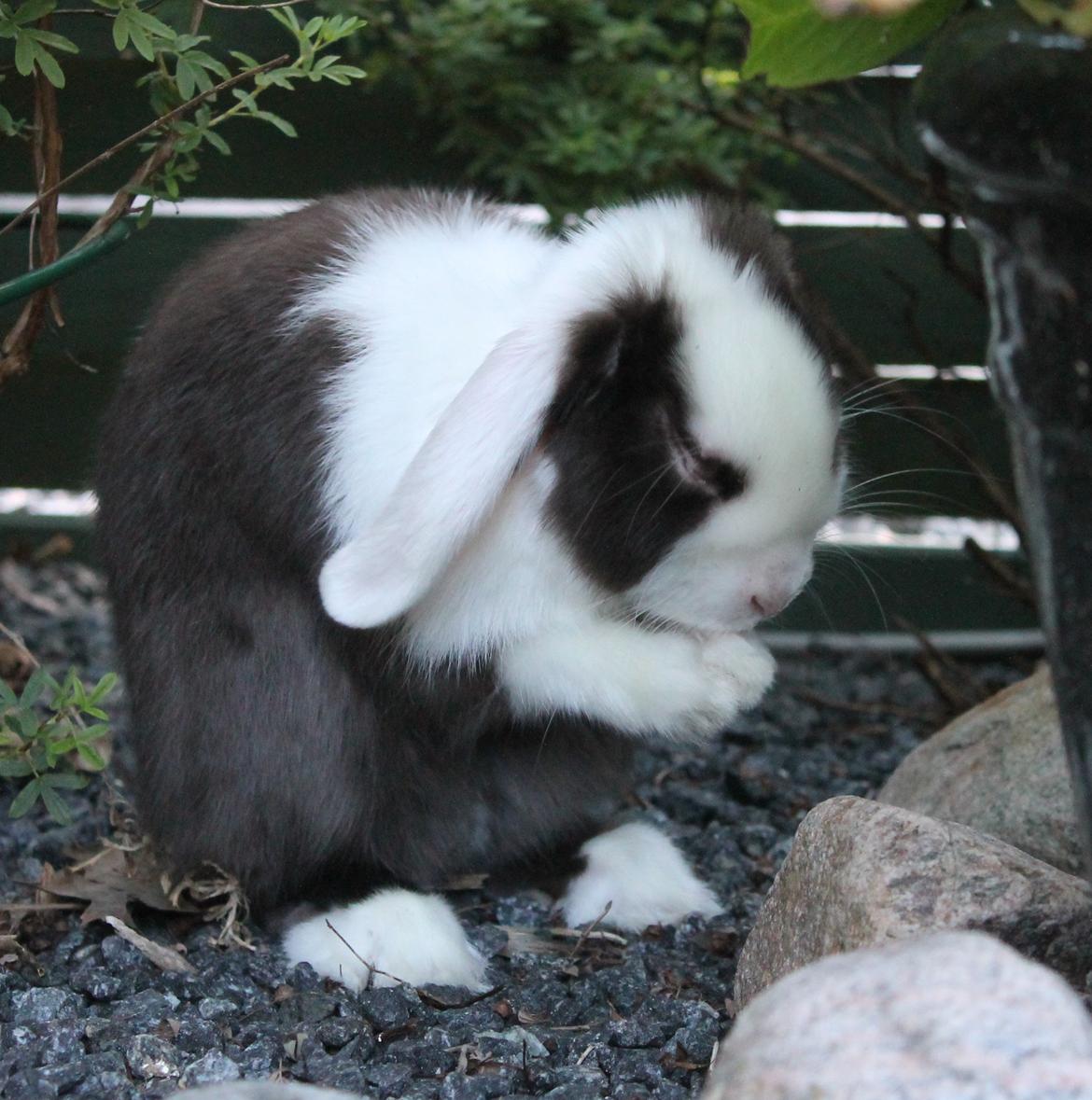 Chokolade-bjørnen Bumler rundt :D billede 16