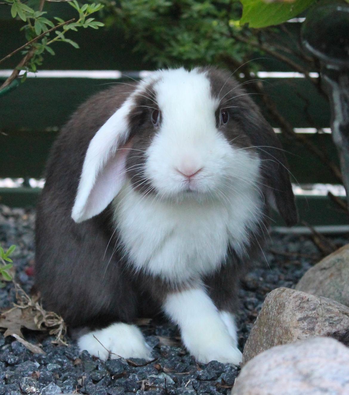 Chokolade-bjørnen Bumler rundt :D billede 17