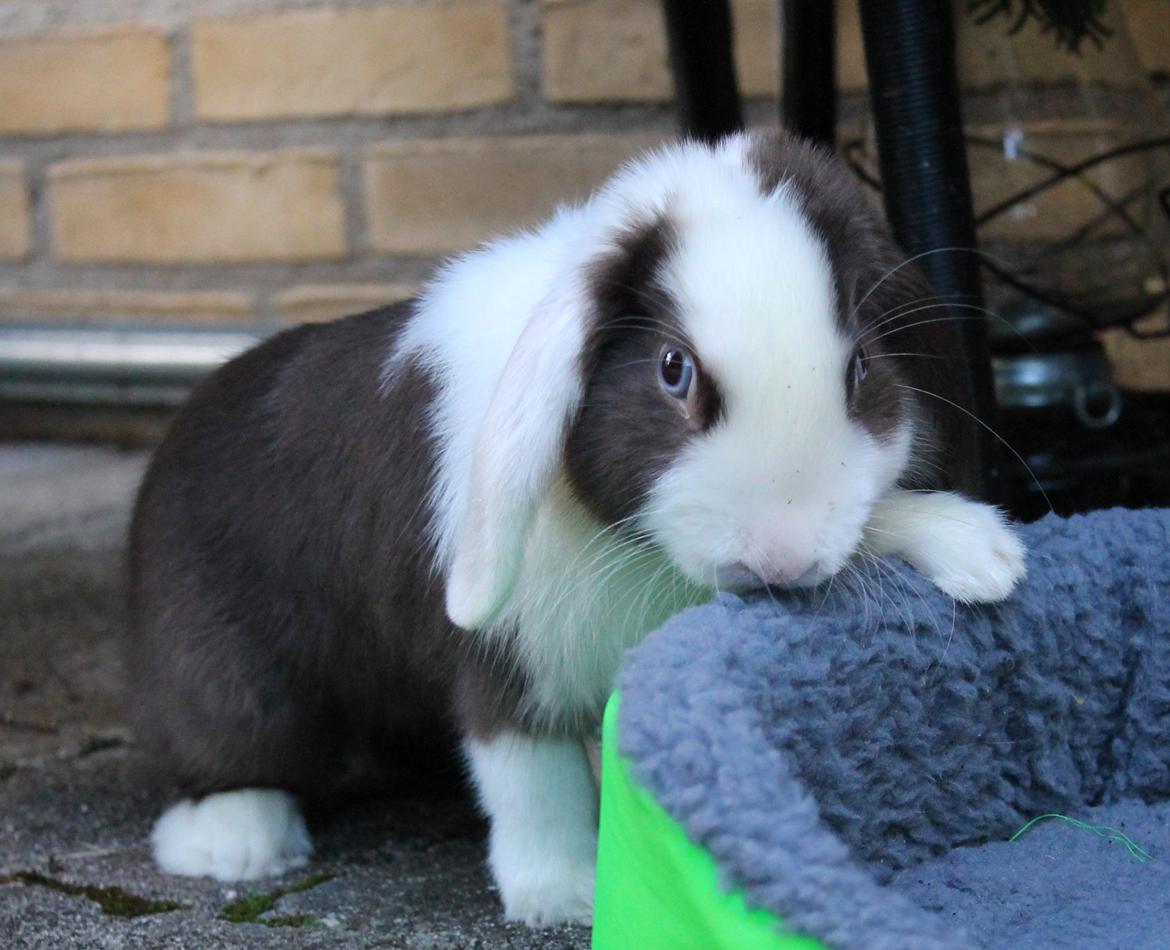 Chokolade-bjørnen Bumler rundt :D billede 9