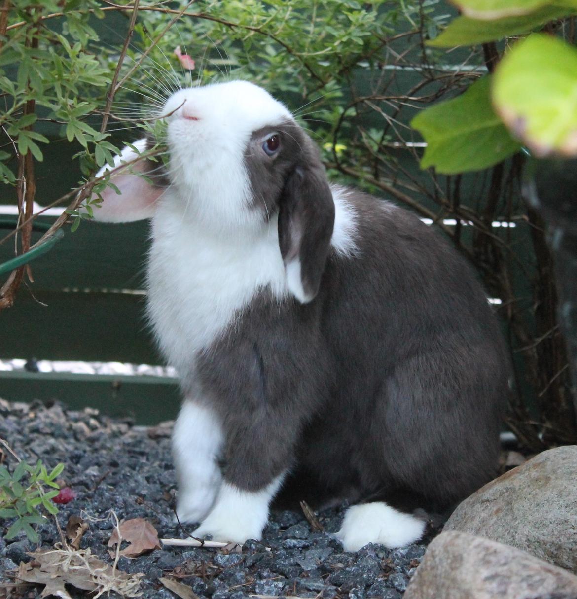 Chokolade-bjørnen Bumler rundt :D billede 19