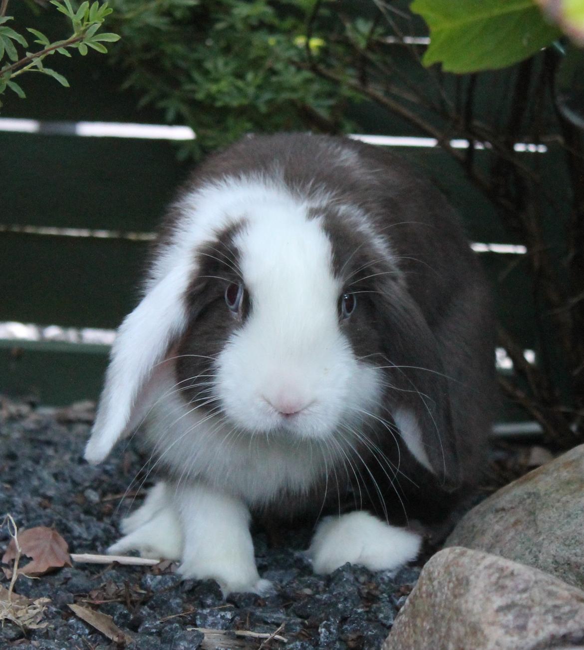 Chokolade-bjørnen Bumler rundt :D billede 20