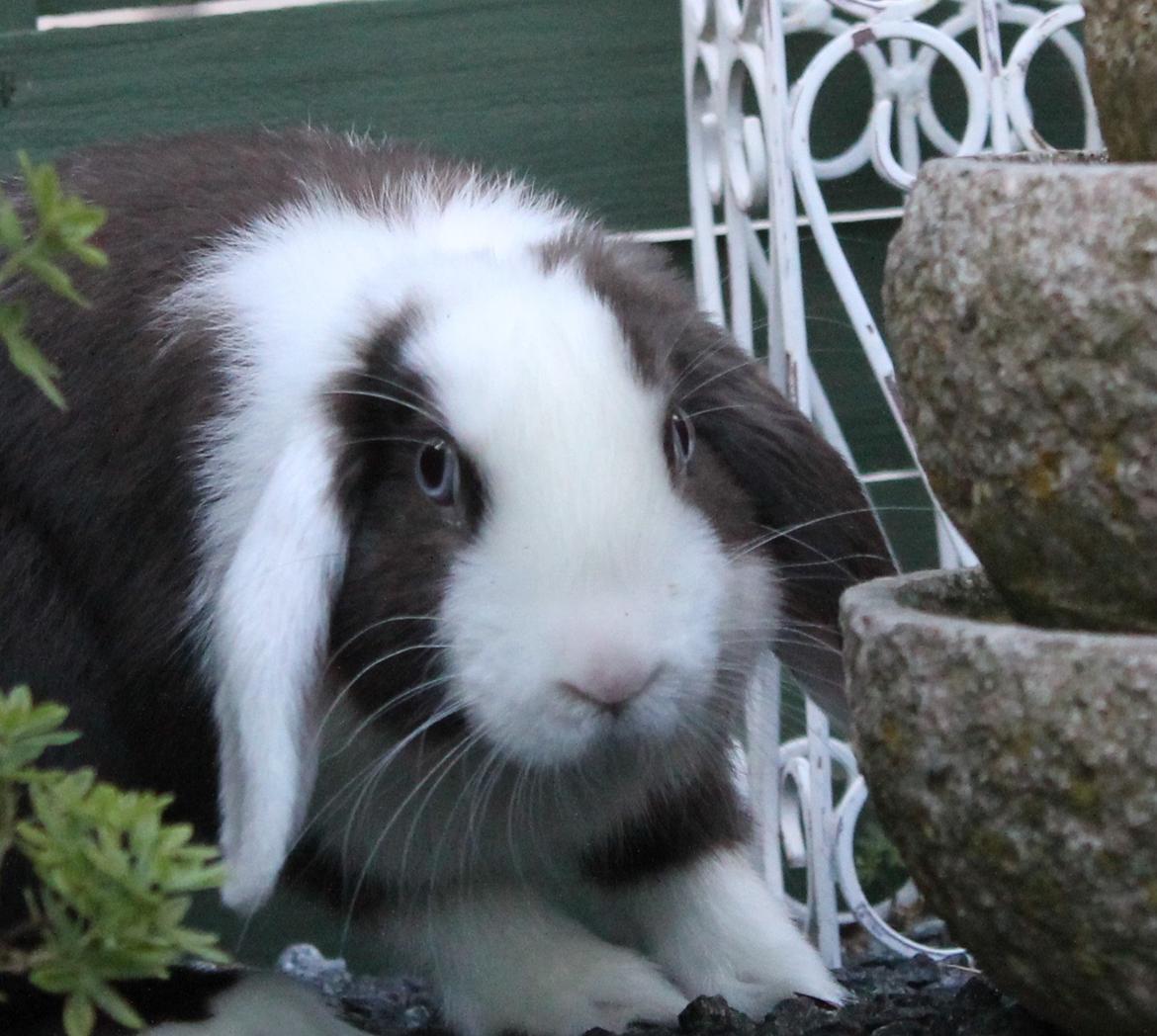 Chokolade-bjørnen Bumler rundt :D billede 21