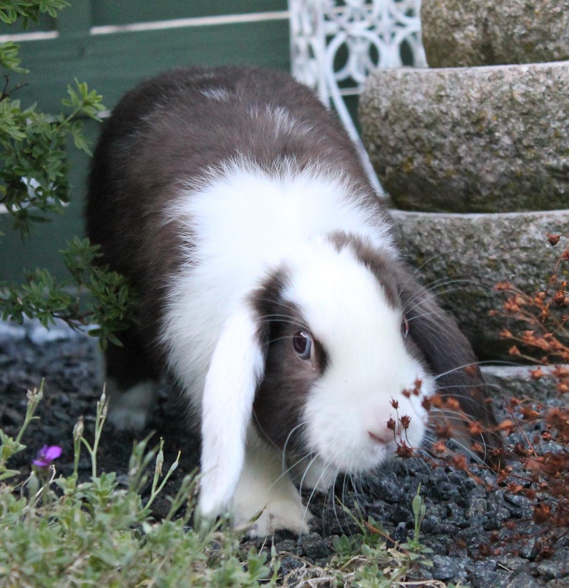 Chokolade-bjørnen Bumler rundt :D billede 22
