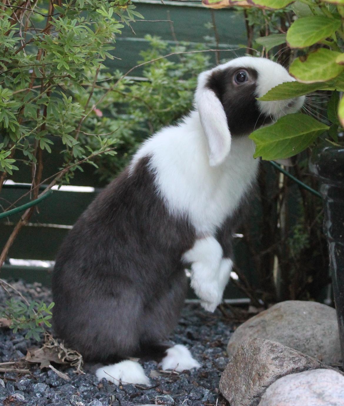 Chokolade-bjørnen Bumler rundt :D billede 18