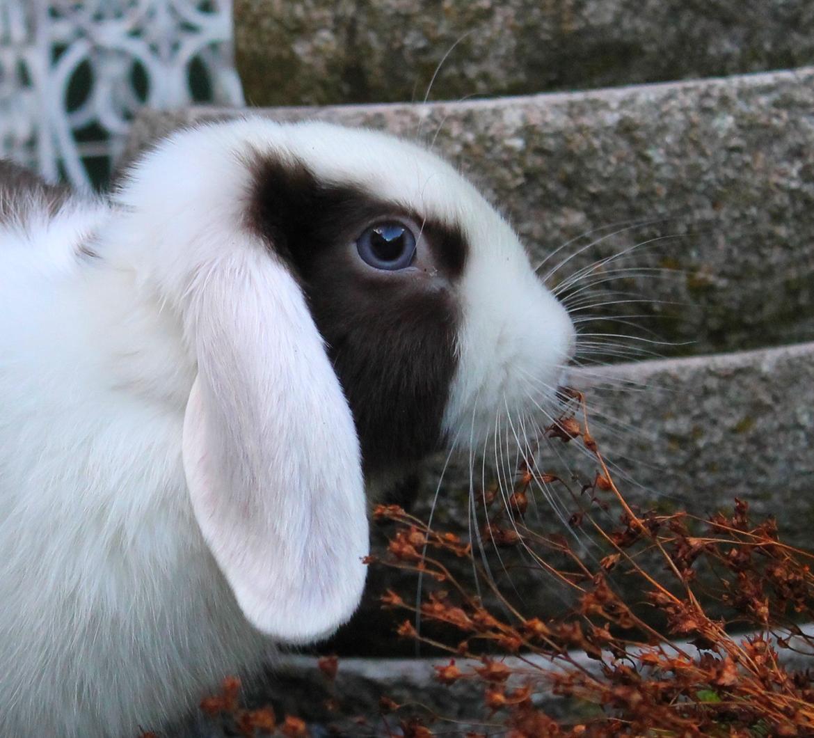 Chokolade-bjørnen Bumler rundt :D billede 24