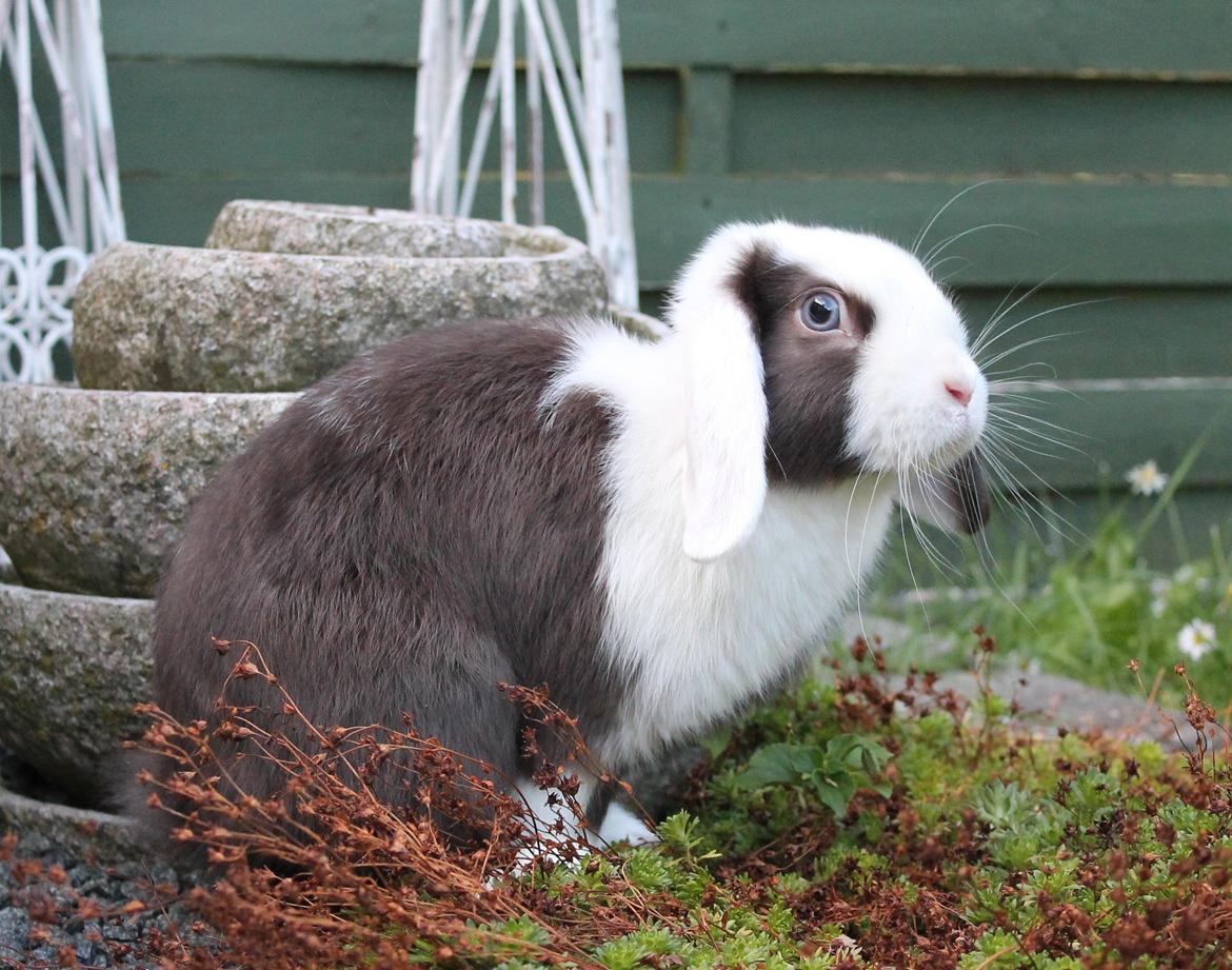 Chokolade-bjørnen Bumler rundt :D billede 25