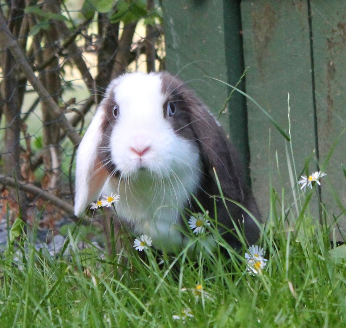 Chokolade-bjørnen Bumler rundt :D billede 26