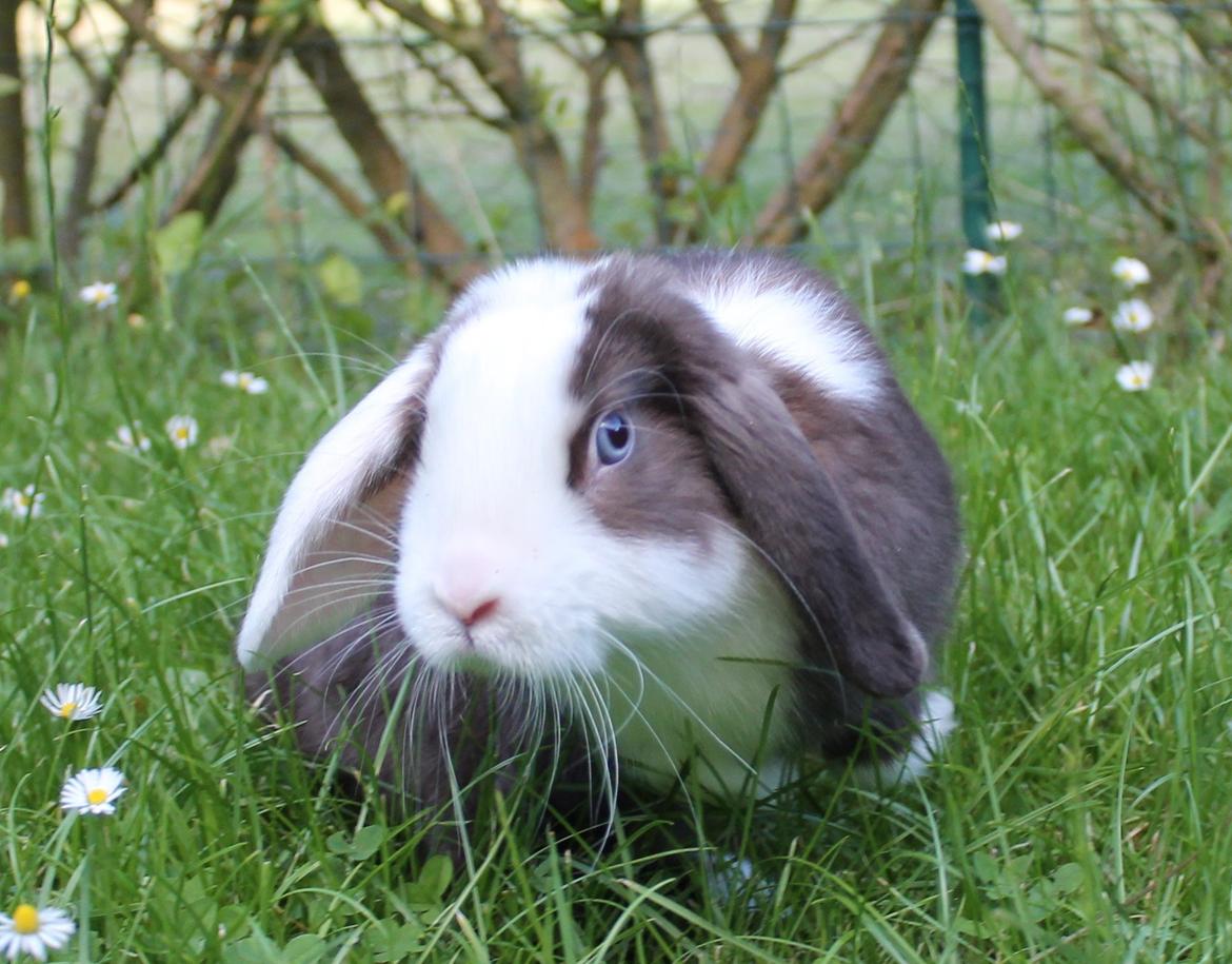 Chokolade-bjørnen Bumler rundt :D billede 28