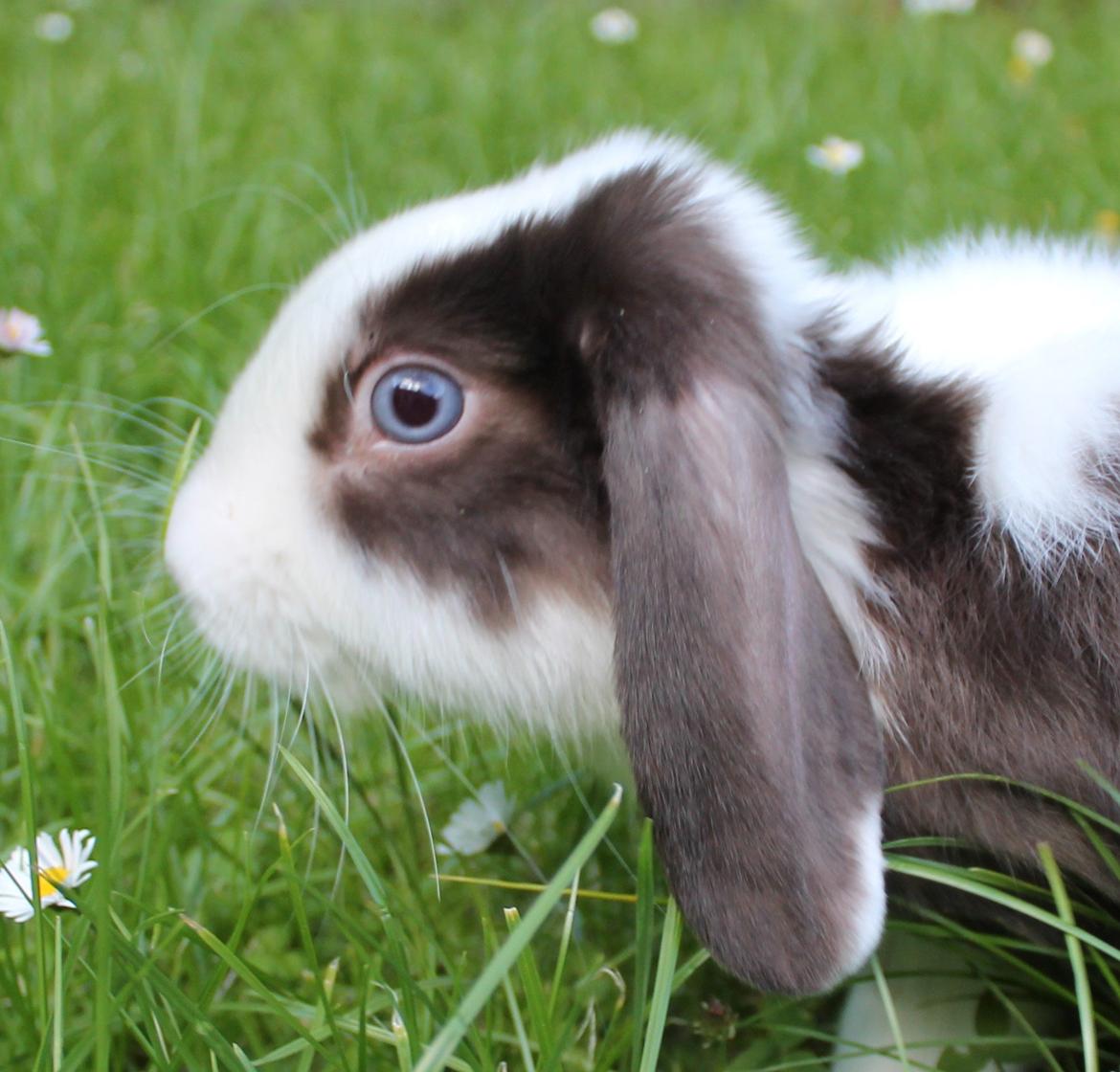 Chokolade-bjørnen Bumler rundt :D billede 29