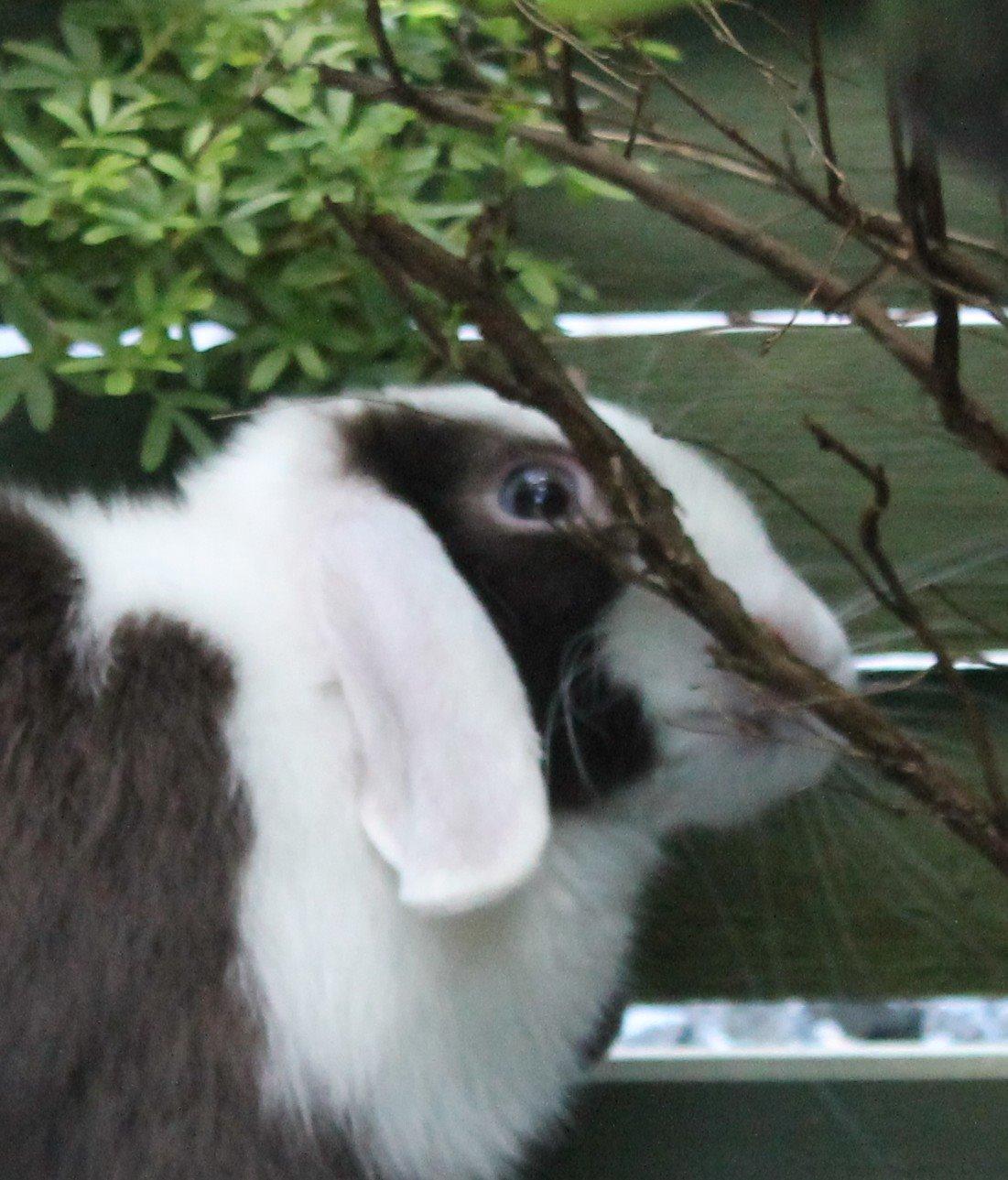 Chokolade-bjørnen Bumler rundt :D billede 30