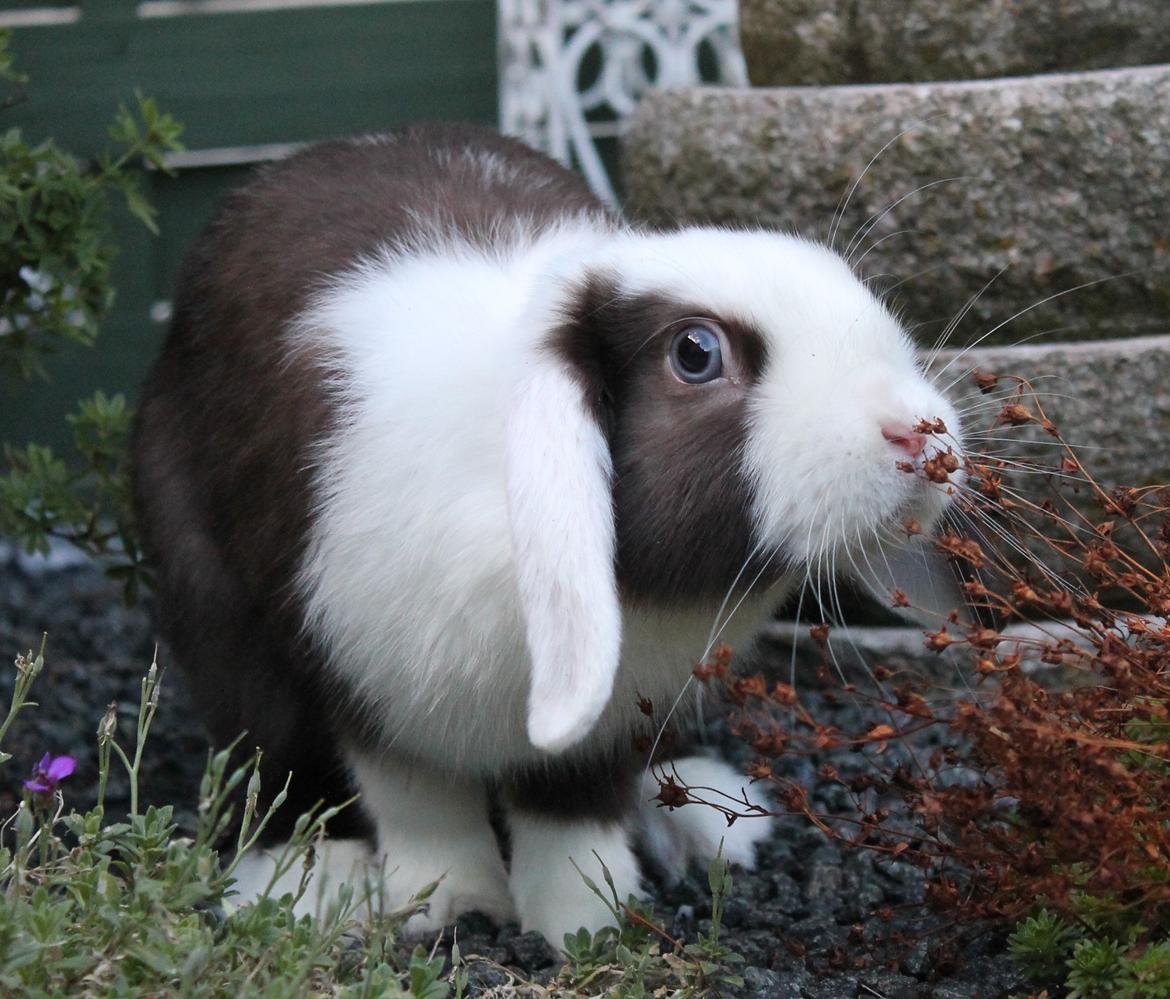 Chokolade-bjørnen Bumler rundt :D billede 23
