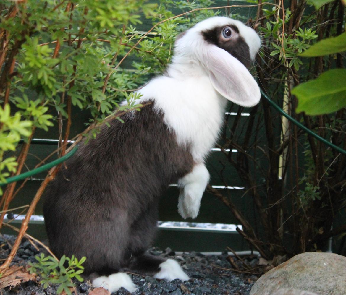 Chokolade-bjørnen Bumler rundt :D billede 32