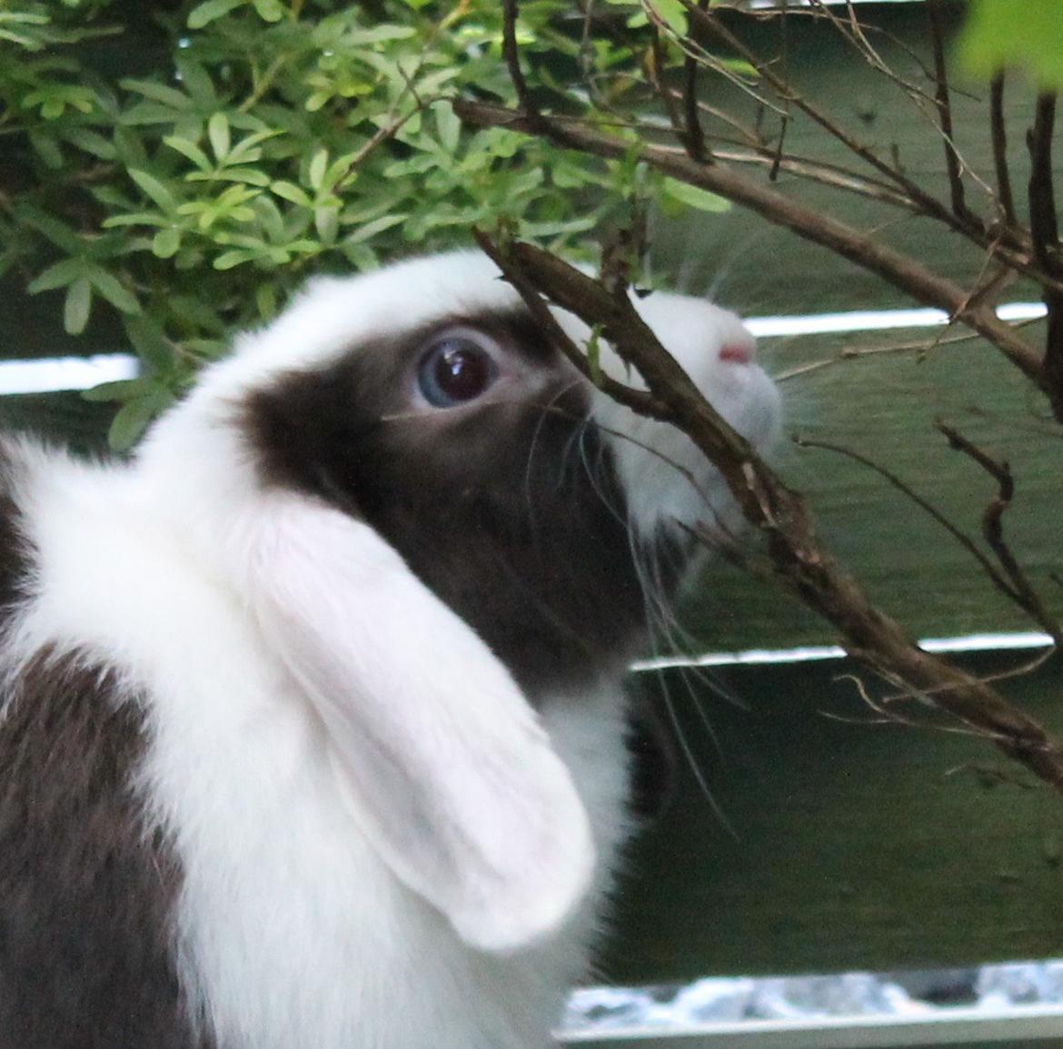 Chokolade-bjørnen Bumler rundt :D billede 31