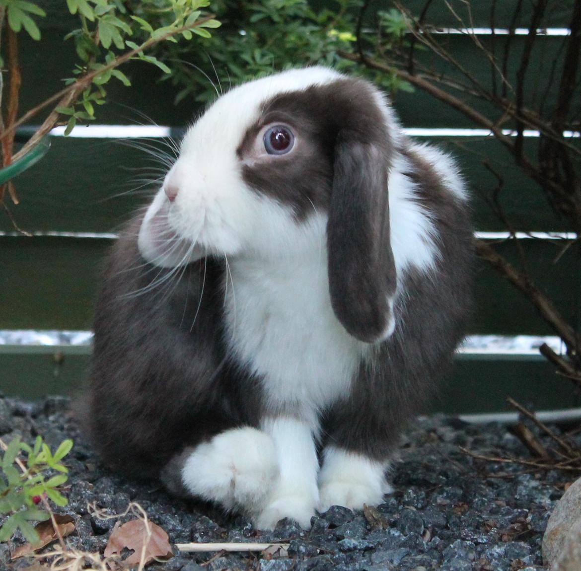 Chokolade-bjørnen Bumler rundt :D billede 35