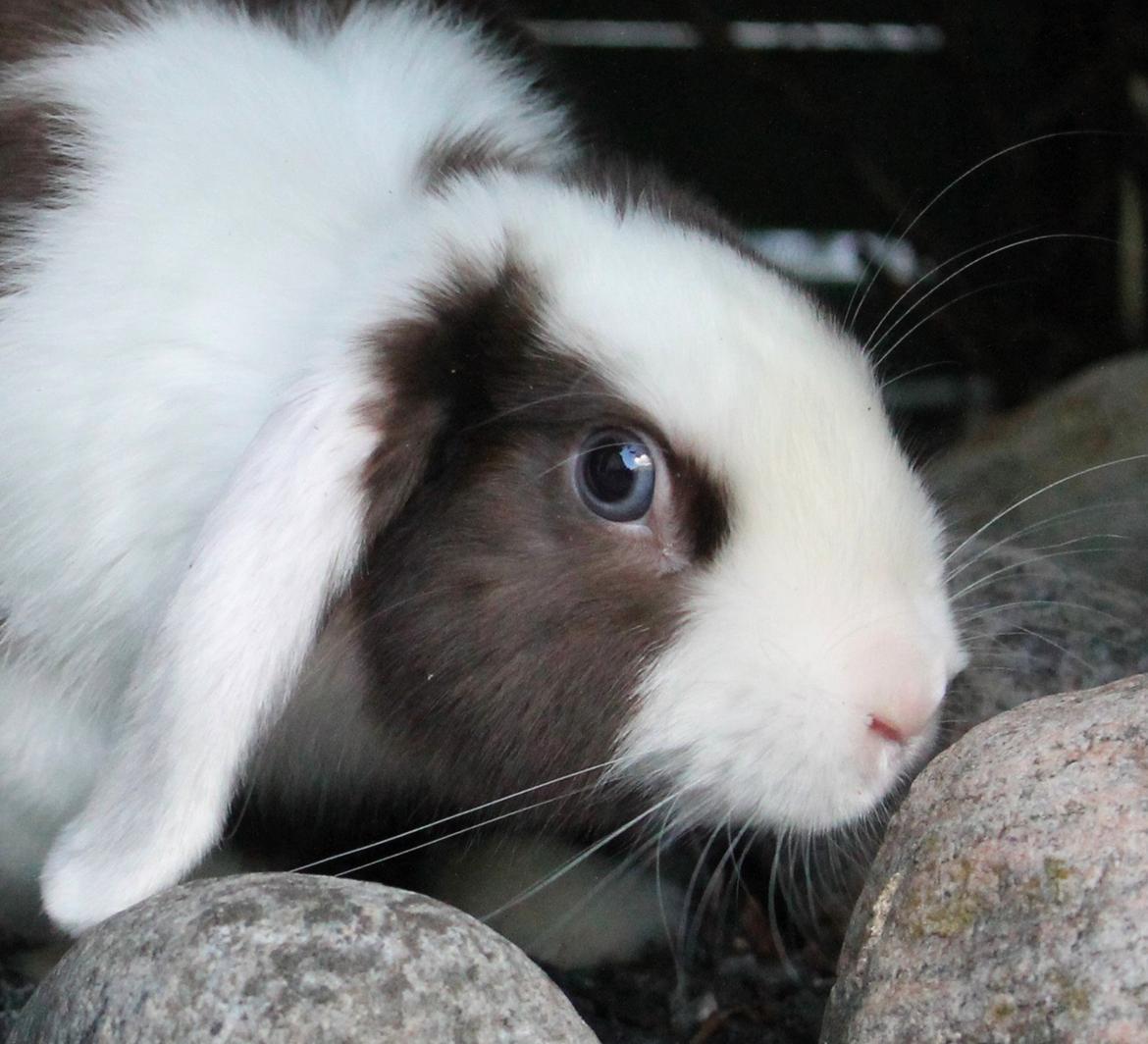 Chokolade-bjørnen Bumler rundt :D billede 36