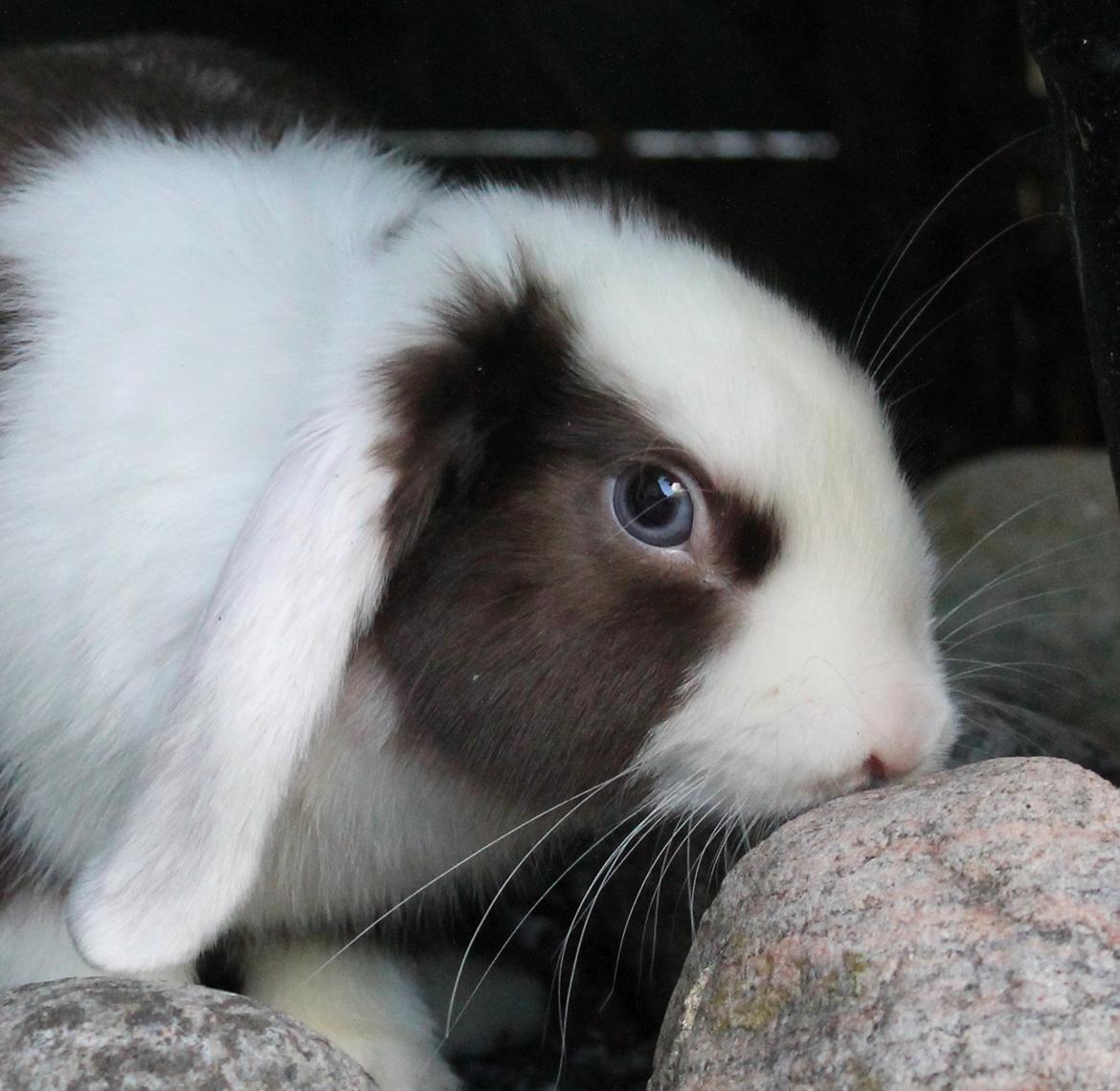 Chokolade-bjørnen Bumler rundt :D billede 38