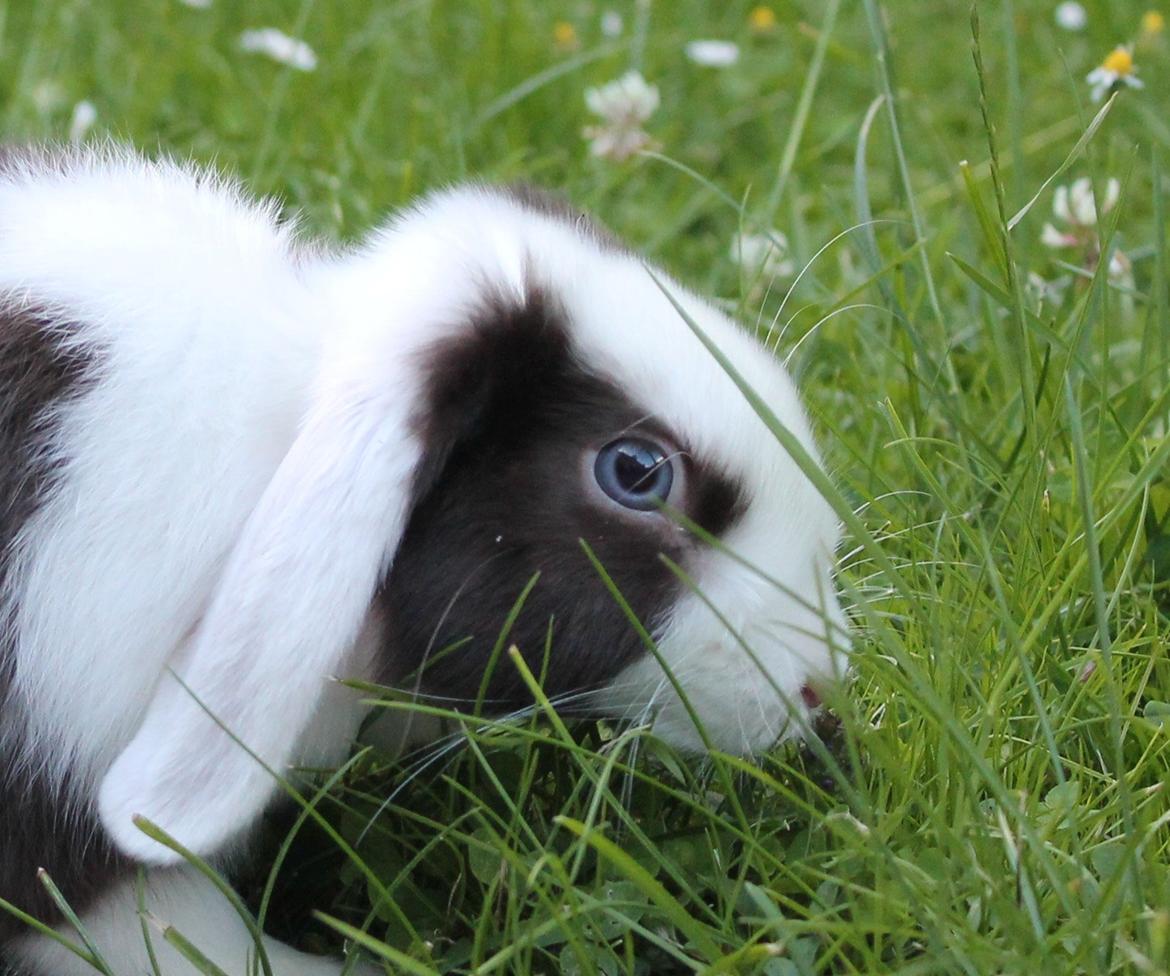 Chokolade-bjørnen Bumler rundt :D billede 41