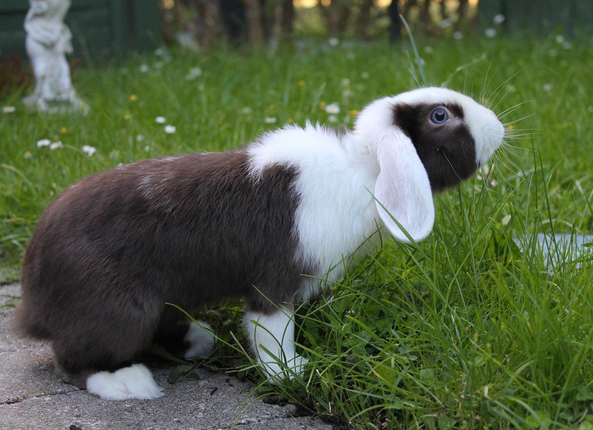 Chokolade-bjørnen Bumler rundt :D billede 42
