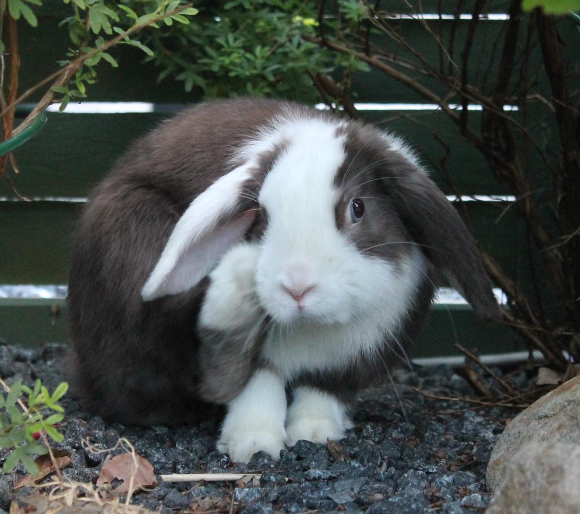 Chokolade-bjørnen Bumler rundt :D billede 33