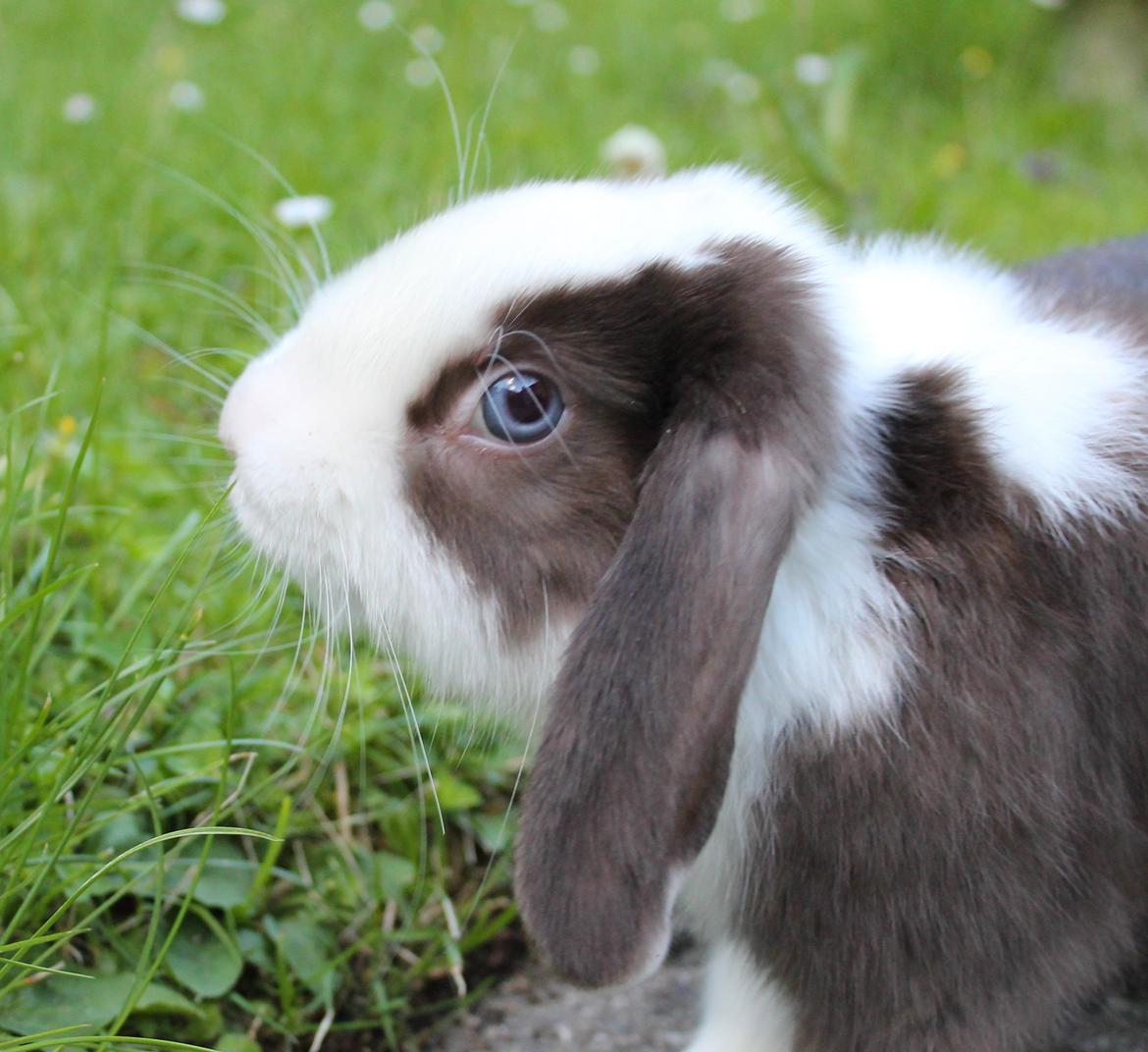 Chokolade-bjørnen Bumler rundt :D billede 45