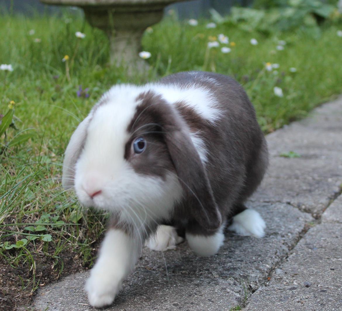 Chokolade-bjørnen Bumler rundt :D billede 44