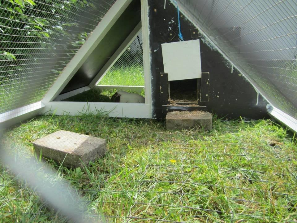 Mit udendørs marsvinebur billede 3